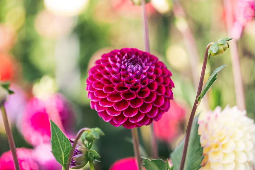 Dahlia 'Jowey Arenda'